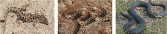 0901ibl4-afd3-518x108.png