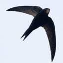 0901idxr-9776-127x128.png