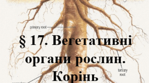 § 17. Вегетативні органи рослин. Корінь