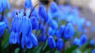 0901igz9-f00e-309x174.png