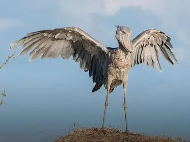 Shoebill Tracking Safaris • Zambia • Bangweulu