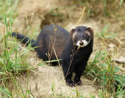 Тхір лісовий - факти, дієта, ареал і фотографії на Animalia.bio