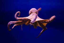 0901ilxs-d856-269x179.jpg