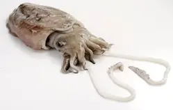 Cuttlefish - Seafish Training
