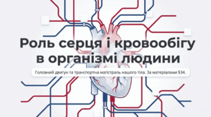 Яка роль серця і кровообігу в організмі