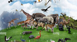 Budna3 Unit 7 Nature and animals