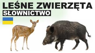 Zwierzęta leśne. Флеш-картки до уроку польської мови.