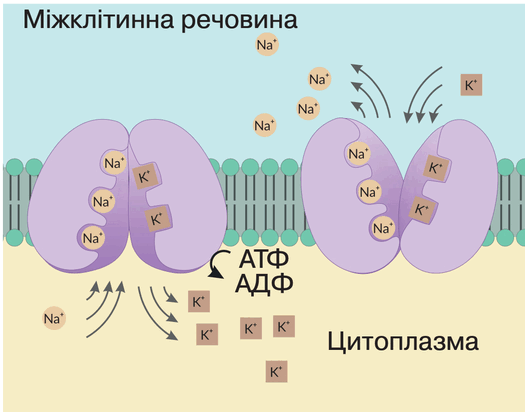 0901iva3-bd5a-525x412.png