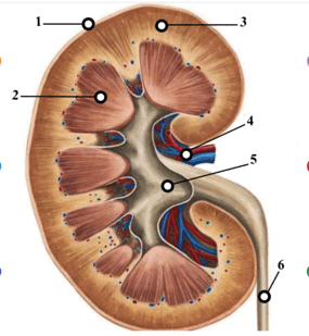 0901iwio-132f-285x309.png