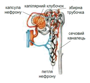 0901iwz2-ccc1-298x275.png