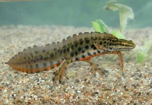 Тритон - Lissotriton vulgaris /