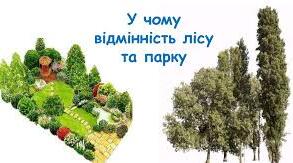 6 В чому відмінність лісу і парку
