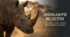 1 травня  - День порятунку носорога (Save The Rhino Day)