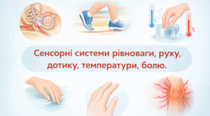 Сенсорні системи рівноваги, руху та шкірної чутливості людини