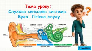 Презентація з біології: Слухова сенсорна система.  Вухо. Гігієна слуху. 8 клас НУШ.