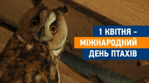 Міжнародний день птахів: як пернаті підтримують операційну систему планети»