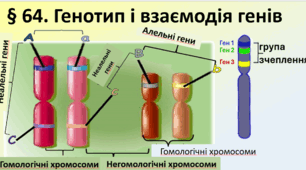 § 64. Генотип і взаємодія генів (10 проф)