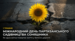 1 травня – Міжнародний день соняшника