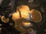 0901johq-e8d8-190x142.png