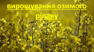 Презентація на тему: "Технологія вирощування озимого ріпаку"