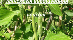 Презентація на тему: "Технологія вирощування квасолі"