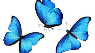 Урок англійської мови  у рамках інженерного тижня “Butterflies and word formation ”