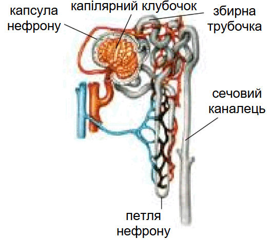 0901k35u-37af-530x469.png