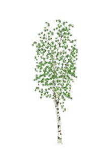 0901k5d5-a8f8-216x296.png
