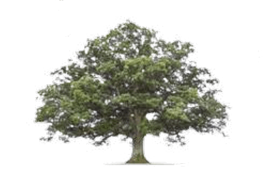 0901k5f6-0fd3-369x258.png