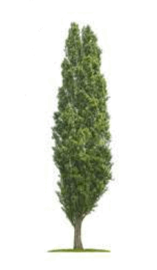 0901k5gl-f1f9-227x390.png