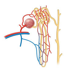 Több mint 630 darab, Nephron témájú illusztráció, jogdíjmentes vektorgrafika és clip art kép - iStock