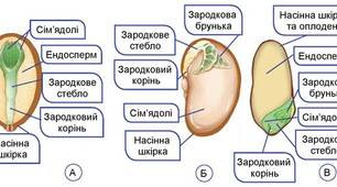 26. Насінні рослини. Будова насінини