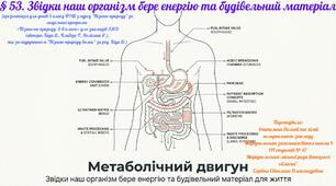 § 53. Звідки наш організм бере енергію та будівельний матеріал