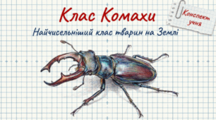 Презентація Комахи 7 клас