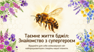 Всесвітній день бджіл: роль, життя та захист запилювачів