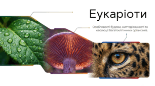 Еукаріоти
