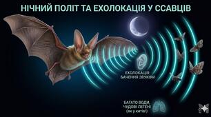 Пазл "Ехолокація у ссавців"