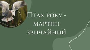 Мартин звичайний