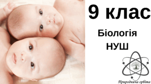 Основні форми нестатевого розмноження організмів. Поліембріонія. 