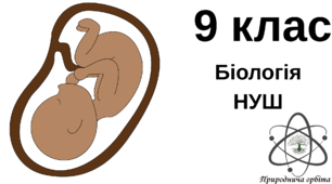 Етапи індивідуального розвитку організмів. Ембріональний період розвитку. 