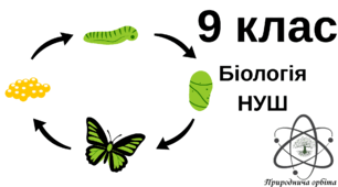 Післязародковий розвиток і ріст організмів. 