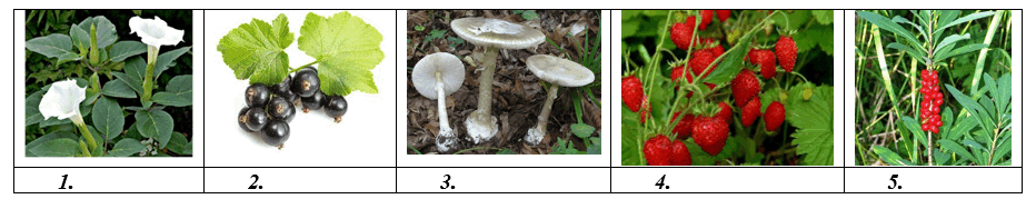 0901kslr-8168-923x179.png