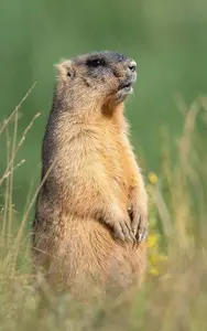 0901kspx-409d-188x300.webp