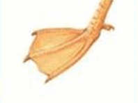 0901kur4-5a31-198x148.png