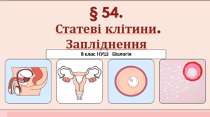 Презентація  до уроку «§ 54. Статеві клітини. Запліднення»   8 клас  НУШ