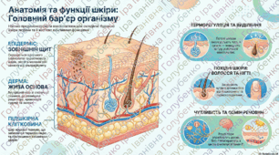 § 47. Будова шкіри та її функції