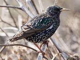 Шпак звичайний (Sturnus vulgaris)