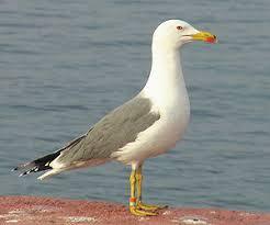 Мартин жовтоногий (Larus Cachinnans Pallas 1811) - Птахи України