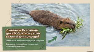 🌱 Бобри та екологія: готова виховна година до Всесвітнього дня бобра