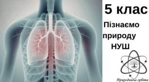 Як кисень потрапляє у наш організм